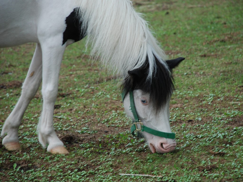 kCϏqEm[Uz[Xp[NEE} -  - ʐ^f - ݃{
