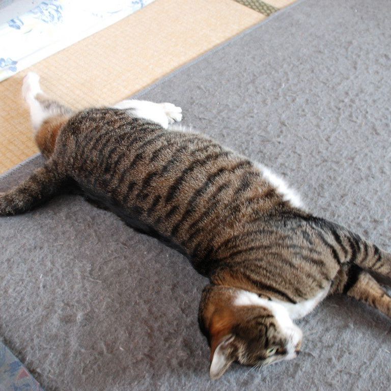ʌzJsELE~[ -  - ʐ^f - ݃{