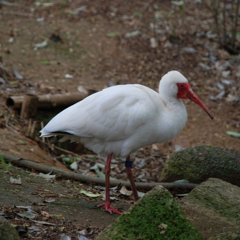 tssEAEVgL -  - ʐ^f - ݃{