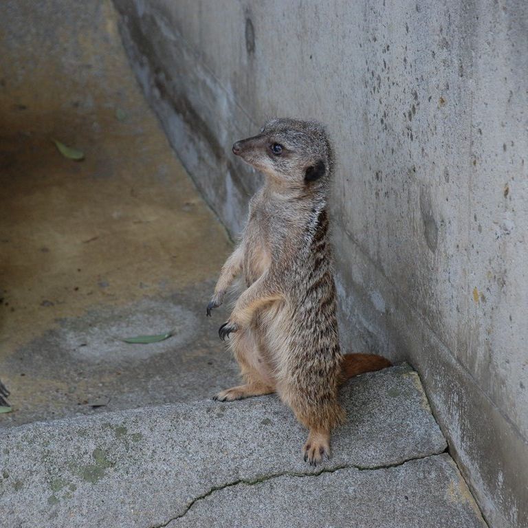 ʌRsEǂE~[ALbg -  - ʐ^f - ݃{