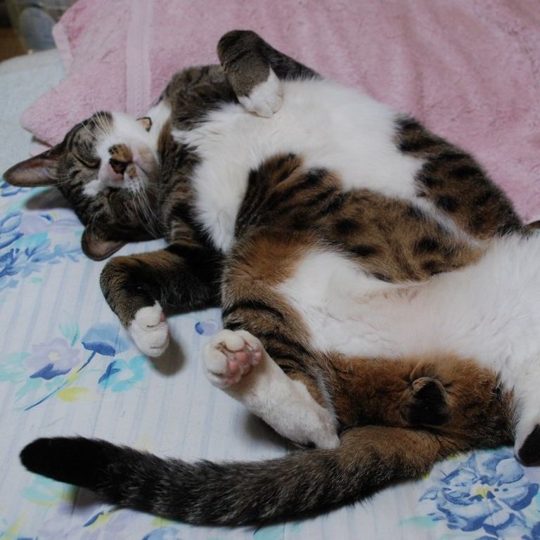 ʌzJsELE~[ -  - ʐ^f - ݃{