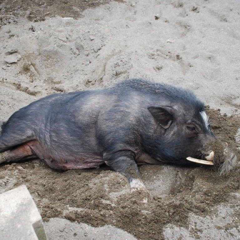 tssEAEu^ -  - ʐ^f - ݃{