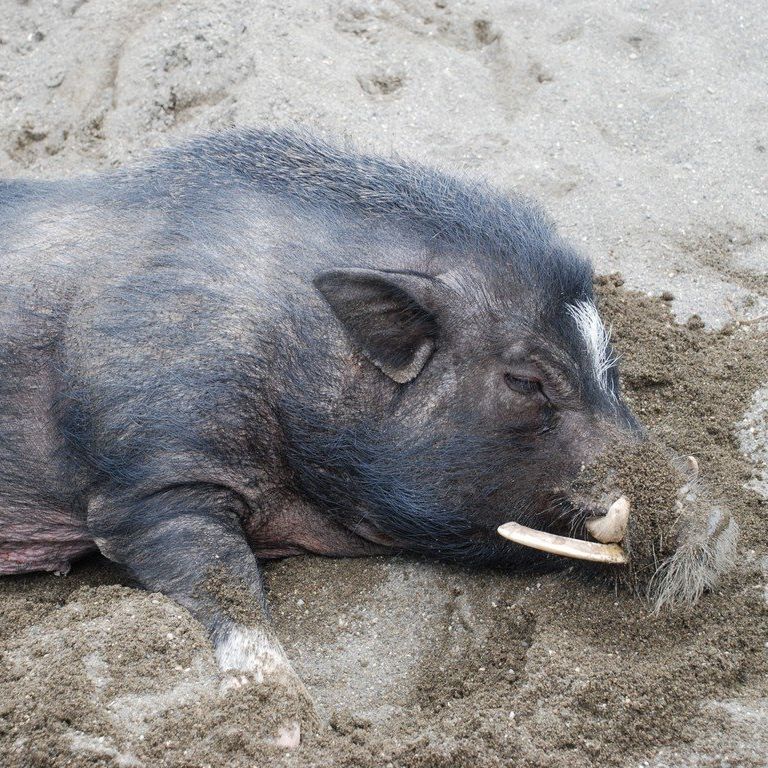 tssEAEu^ -  - ʐ^f - ݃{
