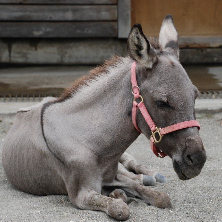 tssEAEo -  - ʐ^f - ݃{