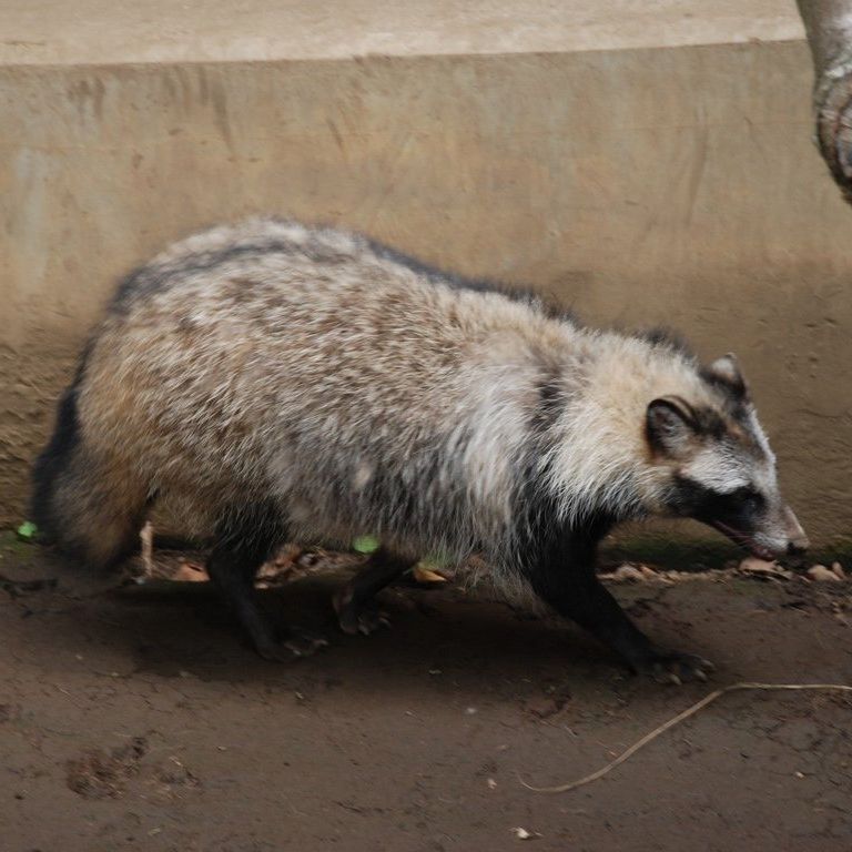 tssEAE^kL -  - ʐ^f - ݃{