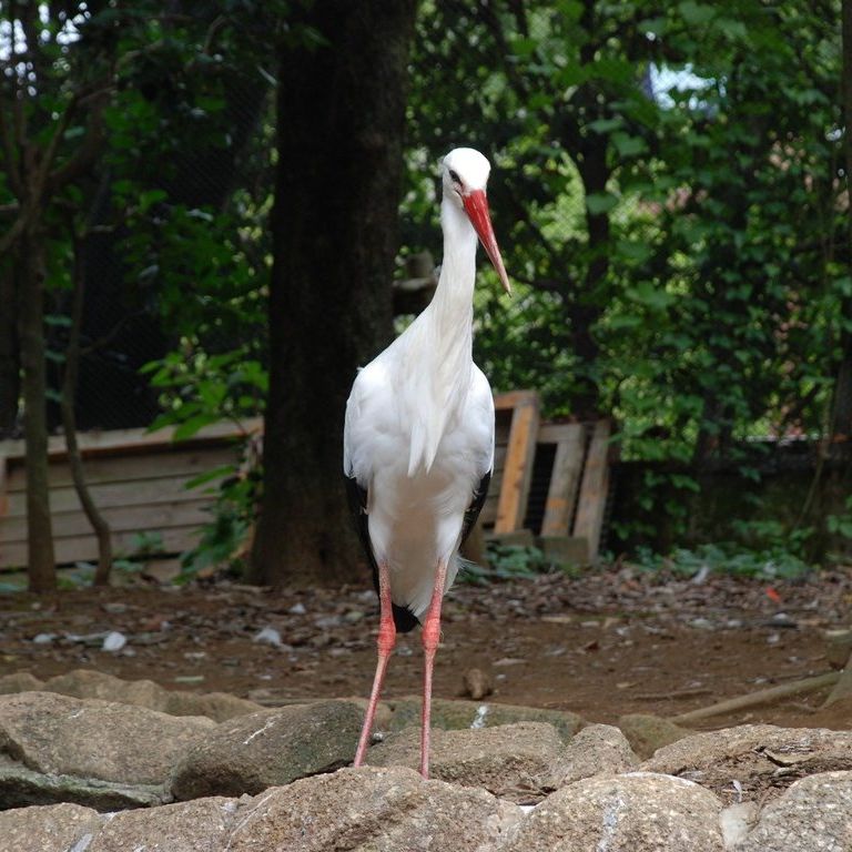tssEAEVoVRE -  - ʐ^f - ݃{