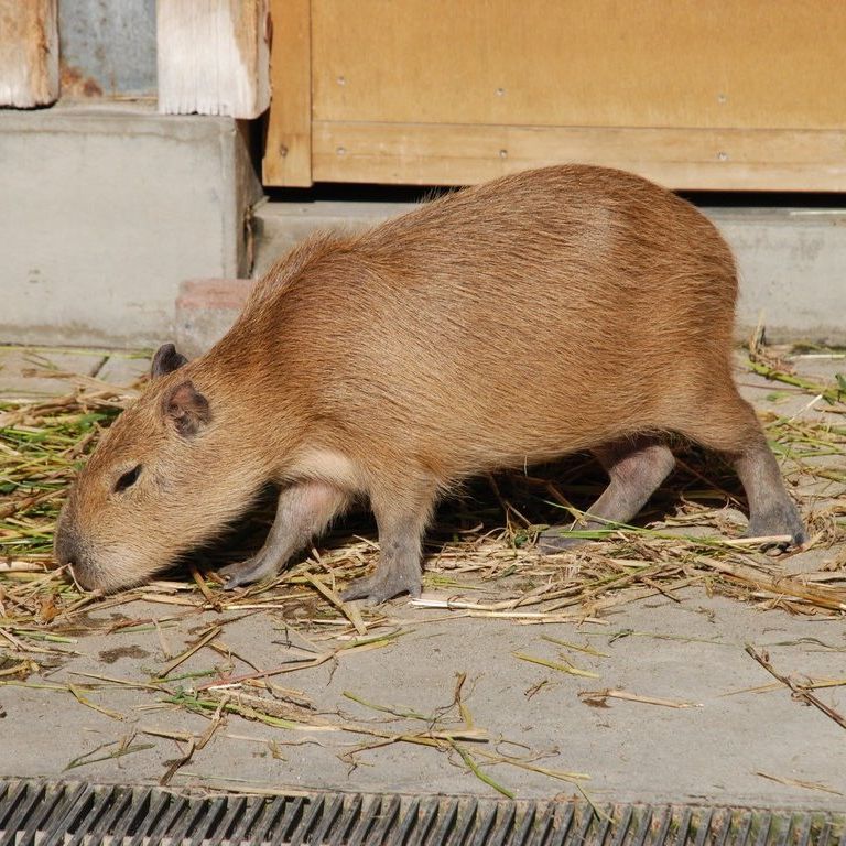 tssEAEJso -  - ʐ^f - ݃{