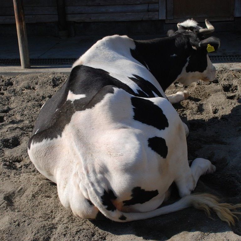 tssEAEEV -  - ʐ^f - ݃{