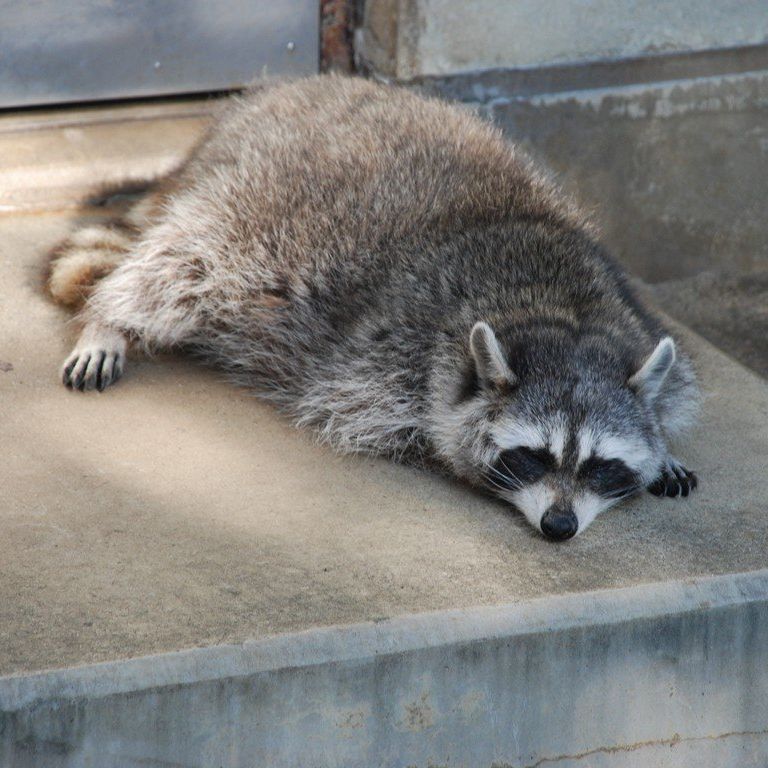 tssEAEACO} -  - ʐ^f - ݃{