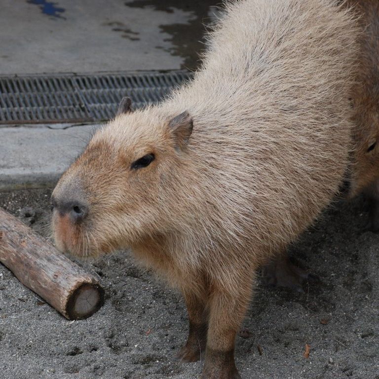 tssEssAEJso -  - ʐ^f - ݃{
