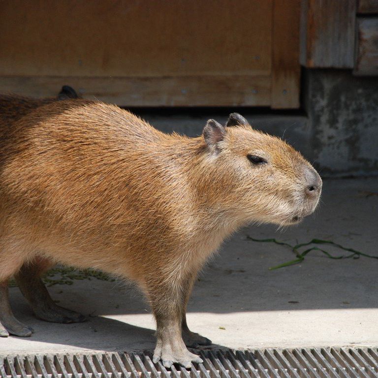 tssEs쎩RAEJso -  - ʐ^f - ݃{