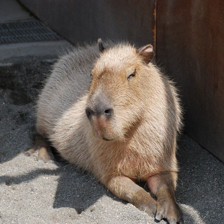 tssEs쎩RAEJso -  - ʐ^f - ݃{