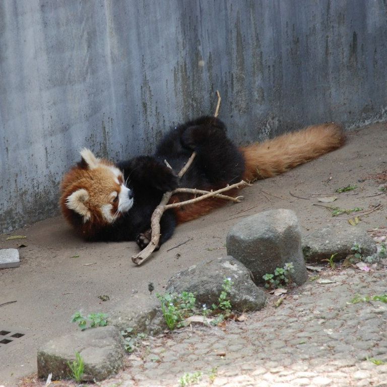 tssEs쎩RAEbT[p_ -  - ʐ^f - ݃{