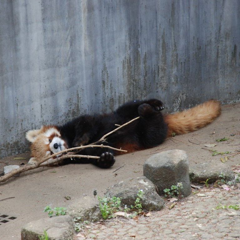 tssEs쎩RAEbT[p_ -  - ʐ^f - ݃{