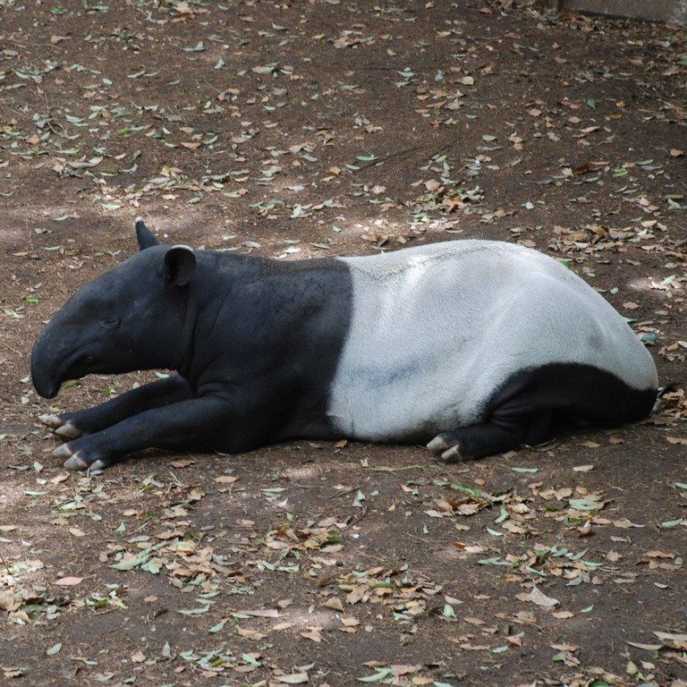 ttsEtE}[oN -  - ʐ^f - ݃{