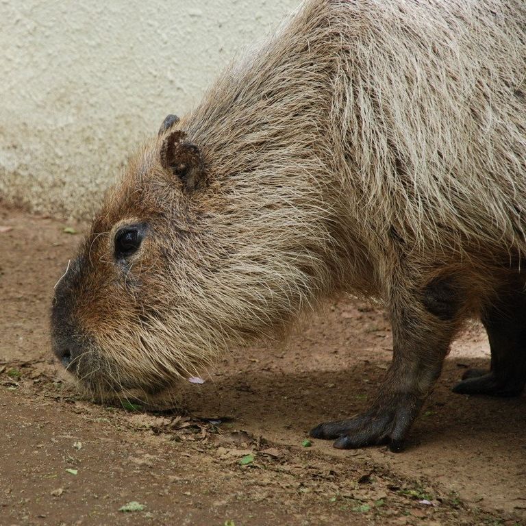 ttsEtEJso -  - ʐ^f - ݃{