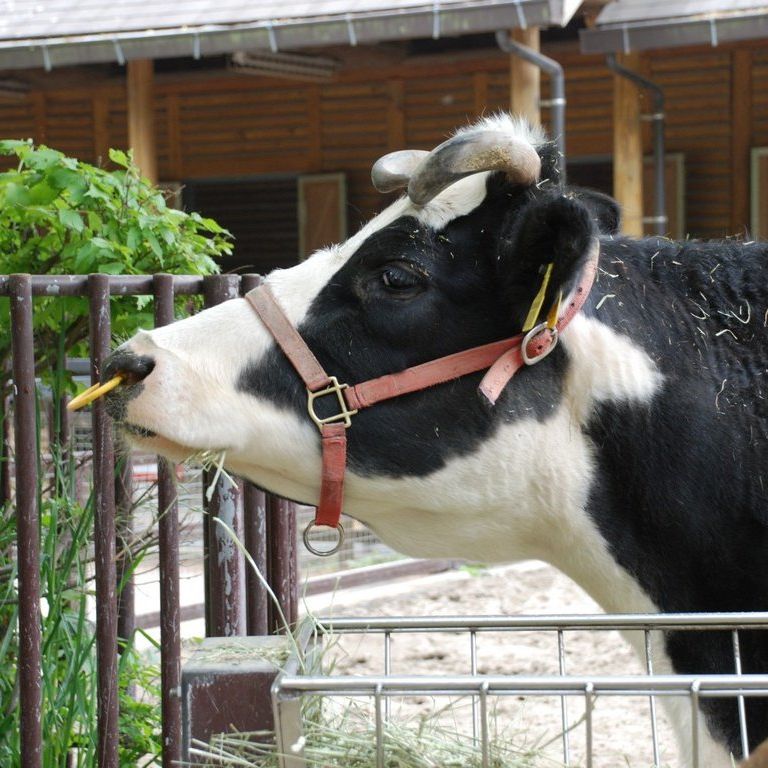 ttsEtEEV -  - ʐ^f - ݃{