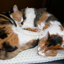 猫・シー&ラム