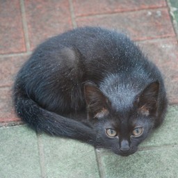 猫・クロコ