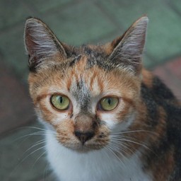 猫・チビ