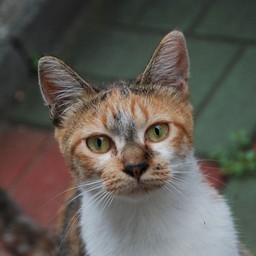 猫・チビ