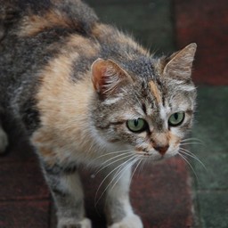 猫・茶太子