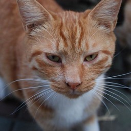 猫・茶