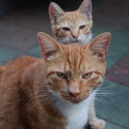 猫・茶