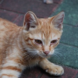 猫・茶2号