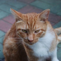猫・茶
