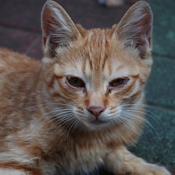 猫・茶2号