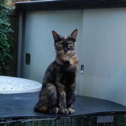 猫・ナツ