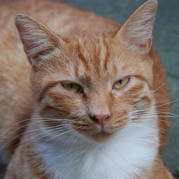 猫・茶