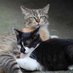 猫・わんころ