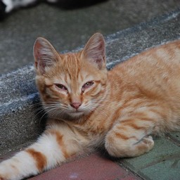 猫・茶