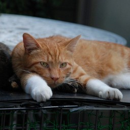 猫・茶
