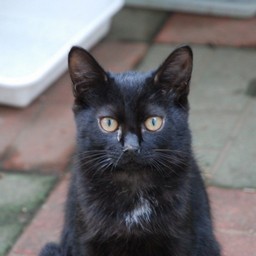 猫・クロコ