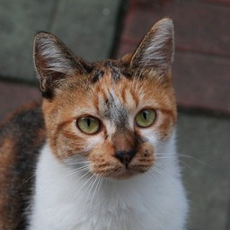 猫・チビ