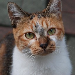 猫・チビ