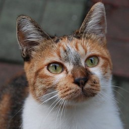 猫・チビ