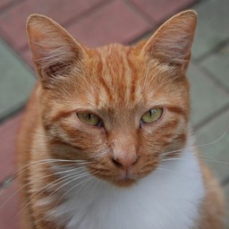 猫・茶