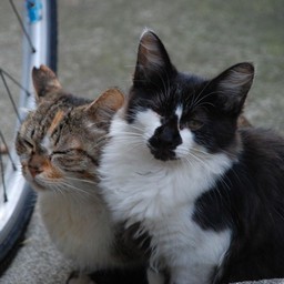 猫・ワンコロ