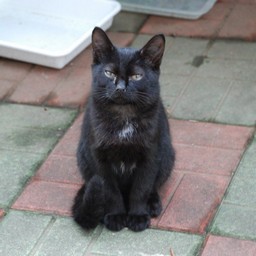 猫・クロコ