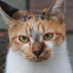 猫・チビ
