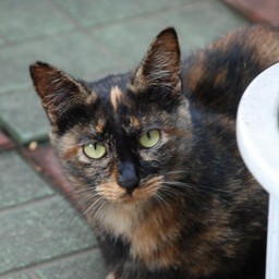 猫・ナツ