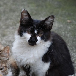 猫・ワンコロ