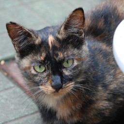 猫・ナツ
