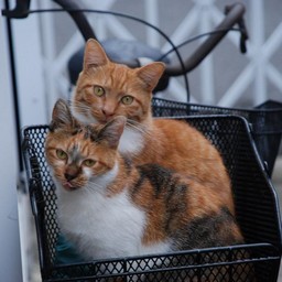 猫・茶太子ファミリー