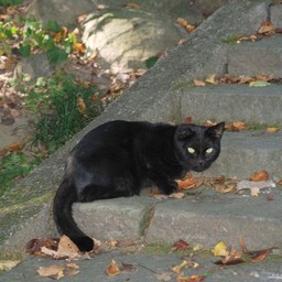 猫・高崎市清水寺
