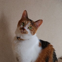 猫・シー
